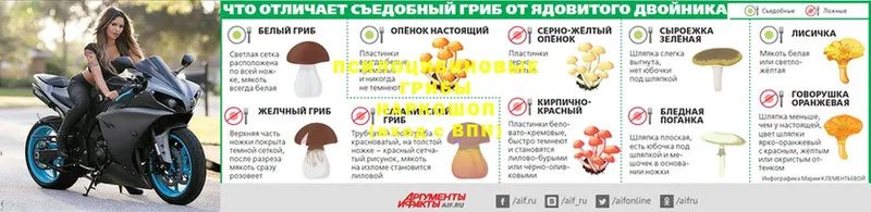 Псилоцибиновые грибы Psilocybine cubensis  Змеиногорск 